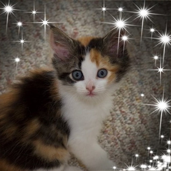 Cat Friendly Essential Oils - 10 Oils that at SAFE for your Fur Baby