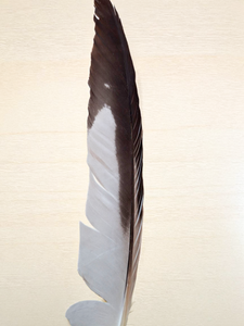 Indigenous Smudge Set: Sage & Unique Beaded Fan